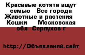Красивые котята ищут семью - Все города Животные и растения » Кошки   . Московская обл.,Серпухов г.